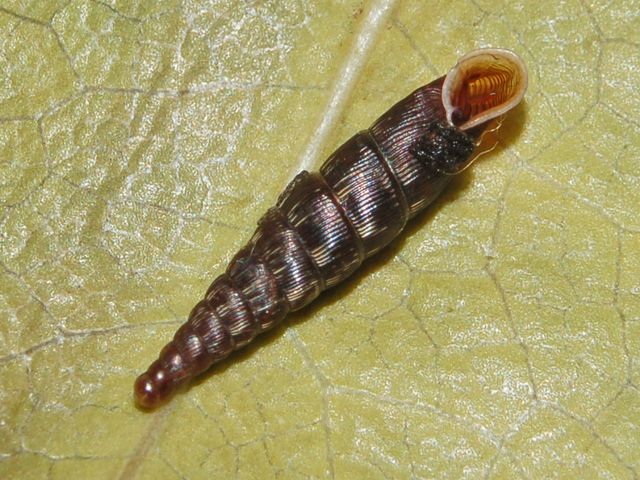 Clausilia bidentata crenulata sotto una corteccia